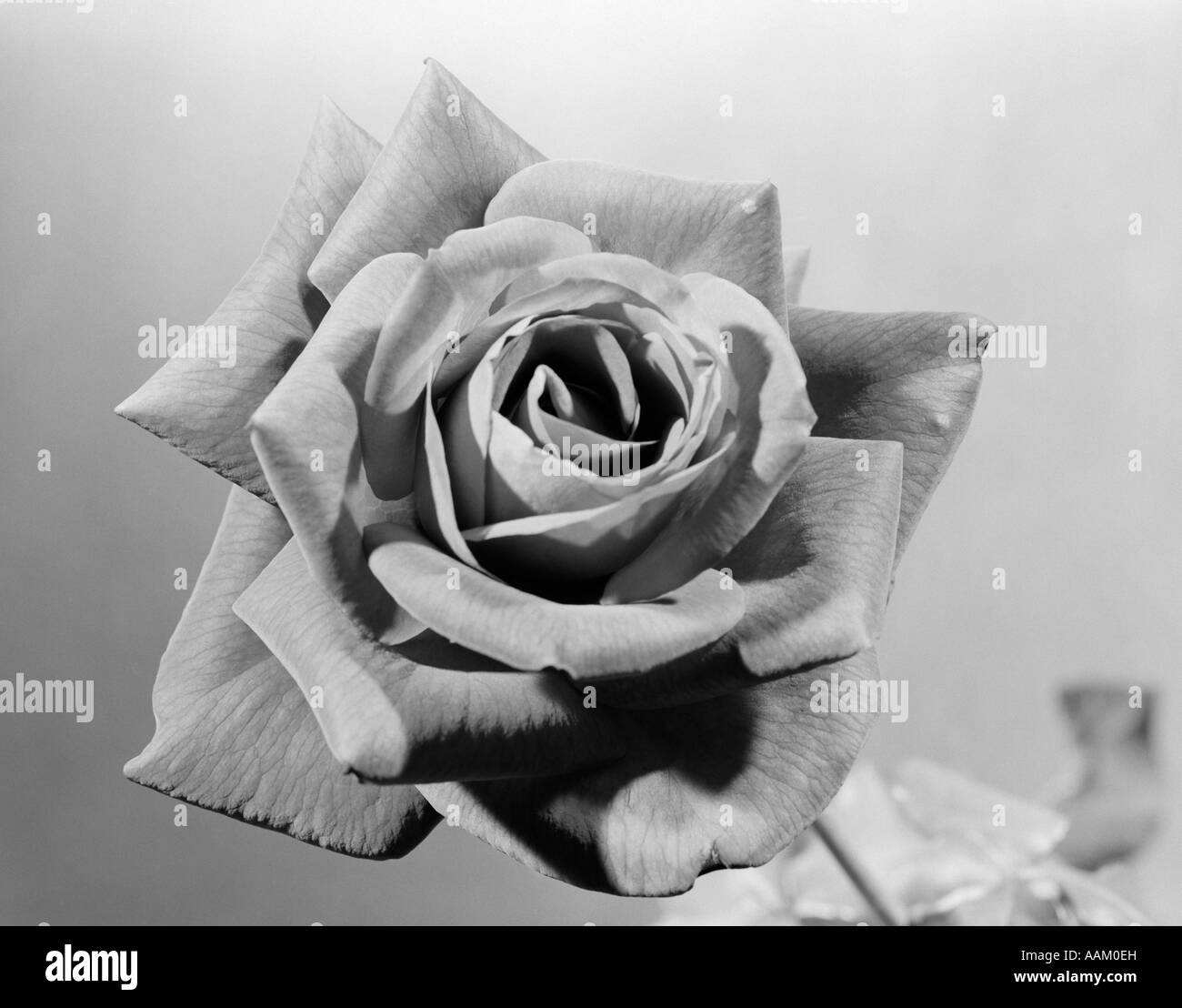 1950ER JAHREN NAHAUFNAHME VON ROSE VOLL GEÖFFNET Stockfoto