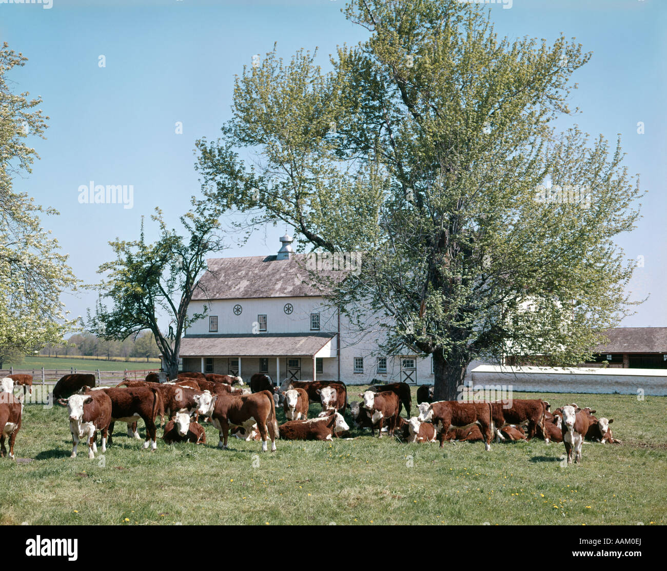 BAUERNHAUS MIT RINDERHERDE Stockfoto