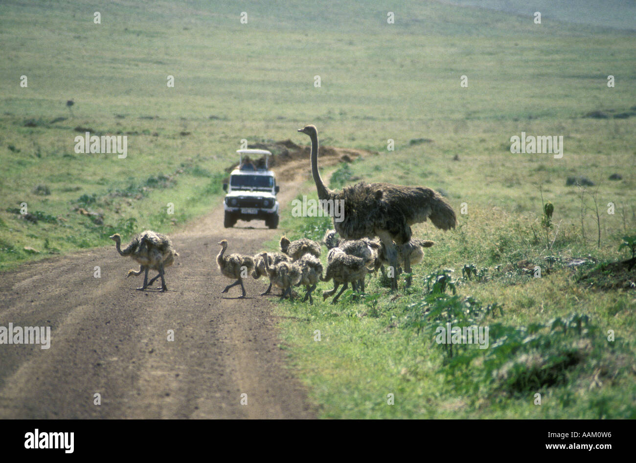 Weibliche Massai-Strauß Begleitung ihre Küken auf einem Feldweg vor einer touristischen Fahrzeug Ngorongoro Krater Tansania Ostafrika Stockfoto