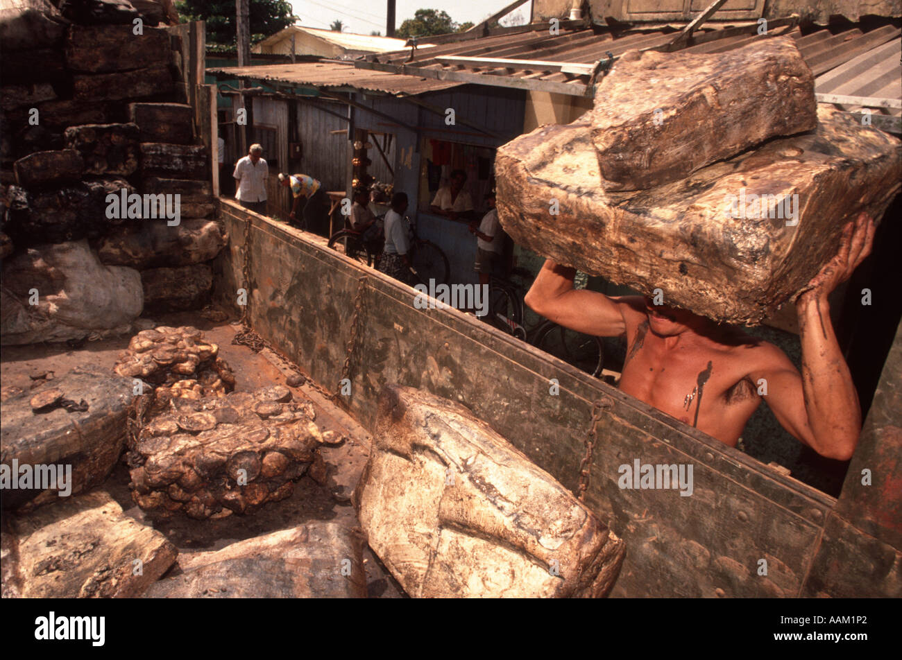 Amazonas, Brasilien. Arbeiter laden Kautschuk im LKW. Ausfuhr von natürlichen Ressourcen Stockfoto