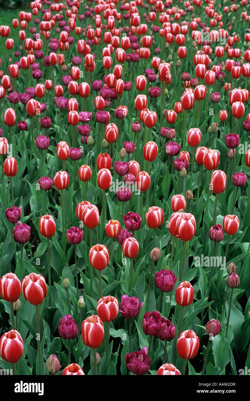 BETT AUS ROT UND LILA TULPEN PELLA IOWA Stockfoto