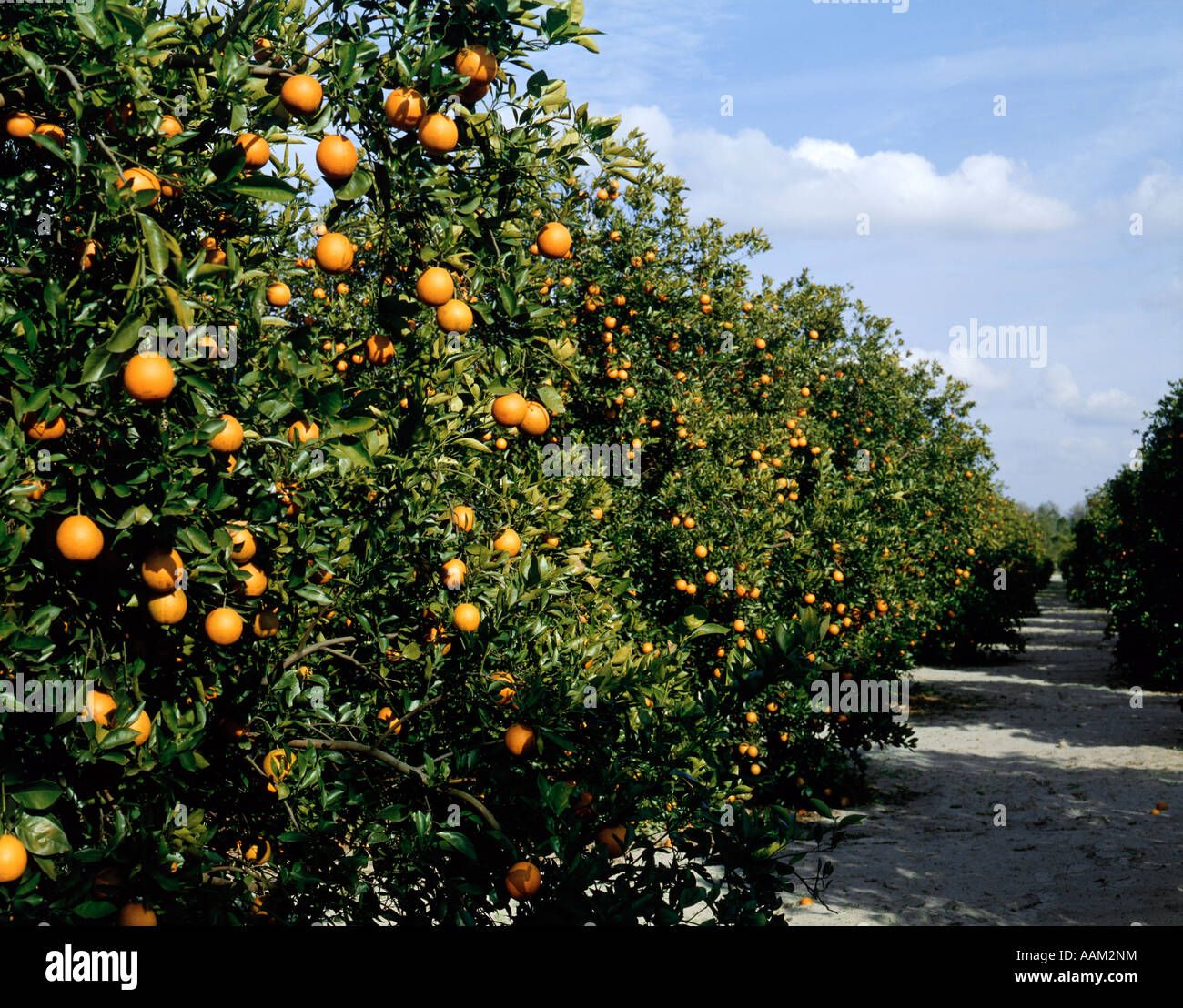 VALENCIA ORANGE BÄUME FLORIDA ALLIGATOR LAKE OSCEOLA COUNTY ERNTEN Stockfoto