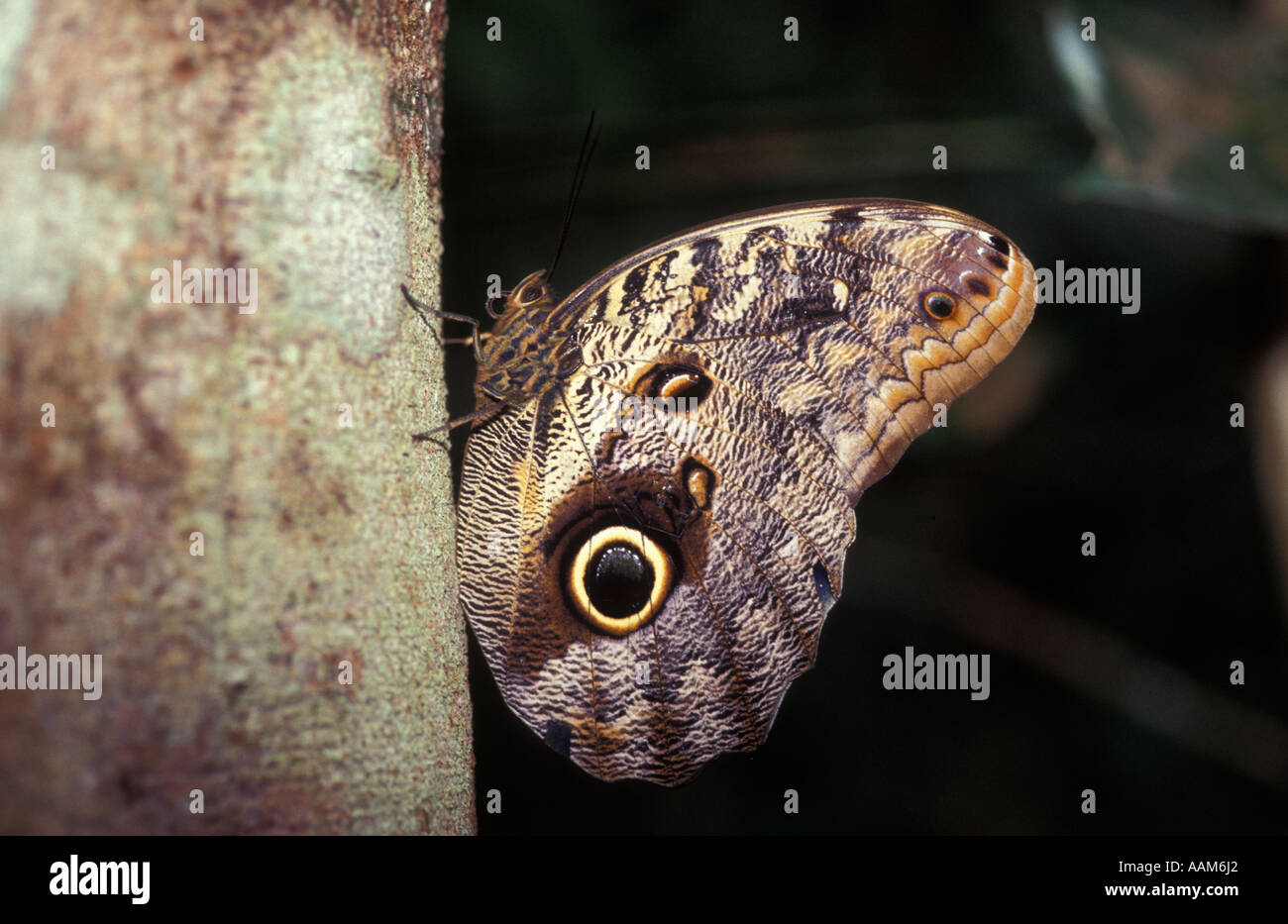 Eule Schmetterling - Caligo Eurilochus - Olho de Coruja, Insekt aus der brasilianischen Fauna, Brasilien. Stockfoto