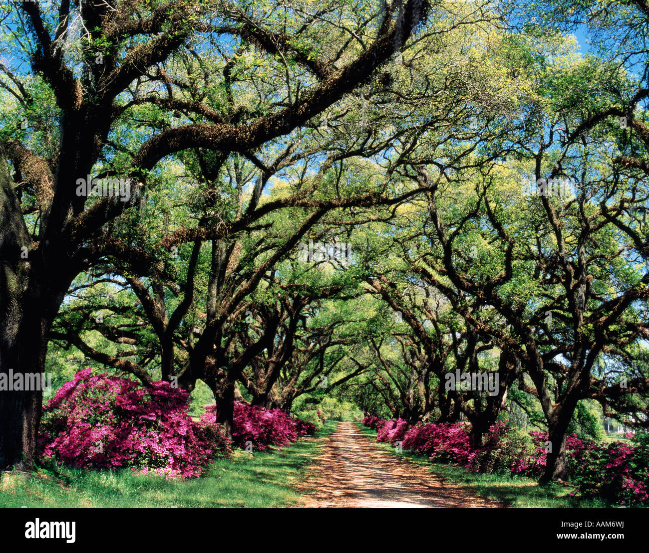 IN DER NÄHE VON ST. FRANCISVILLE LOUISIANA Stockfoto