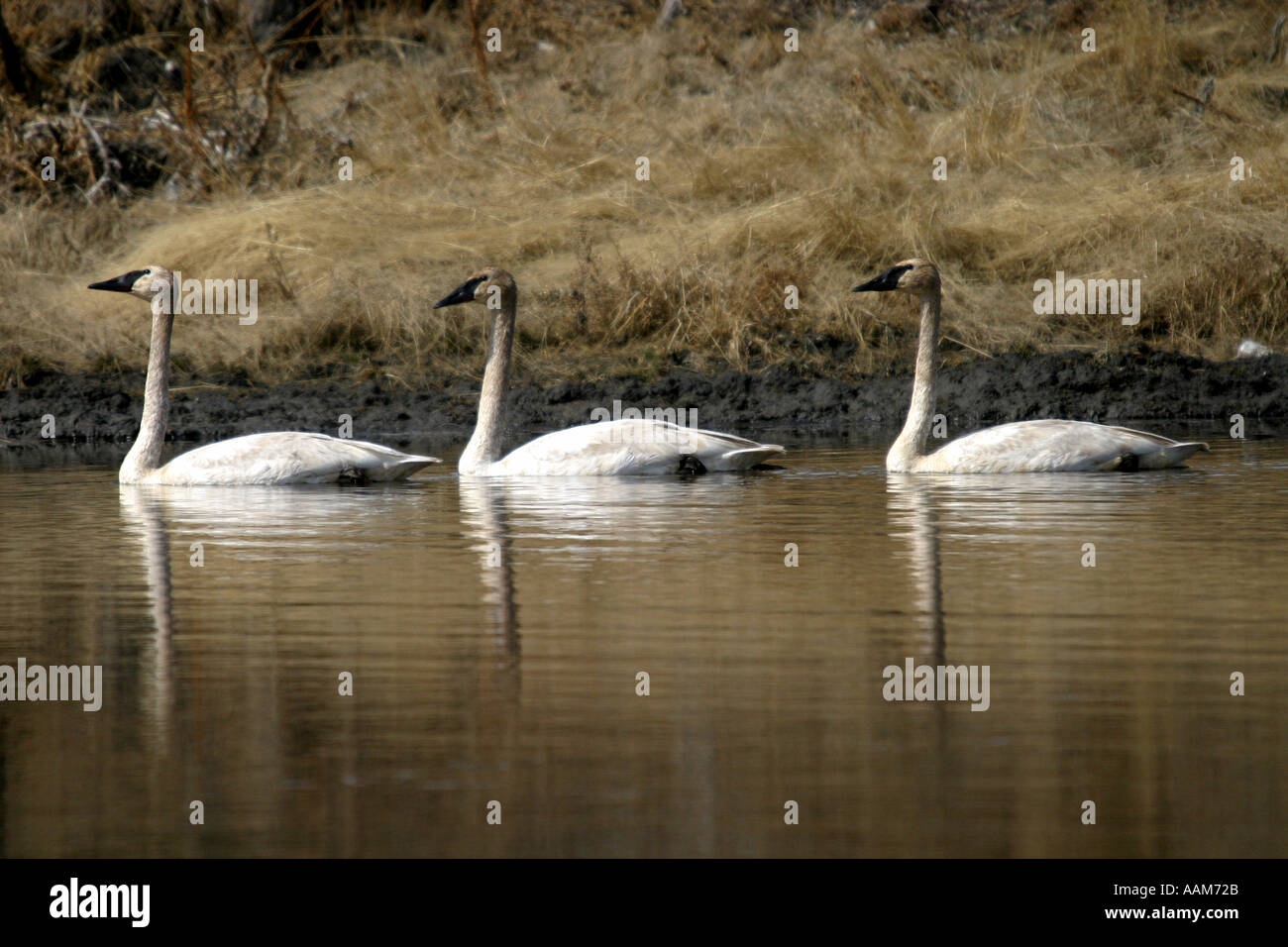 Horizontale Trompeter Schwan Birds of North America, Cygnus baccinator Stockfoto