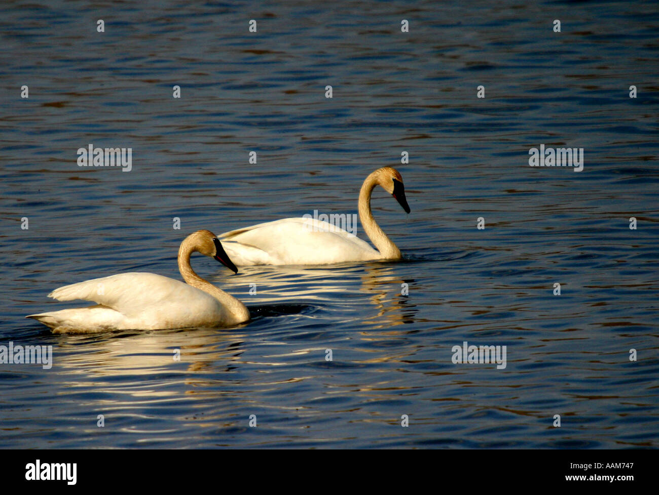 Horizontale Trompeter Schwan Birds of North America, Cygnus baccinator Stockfoto