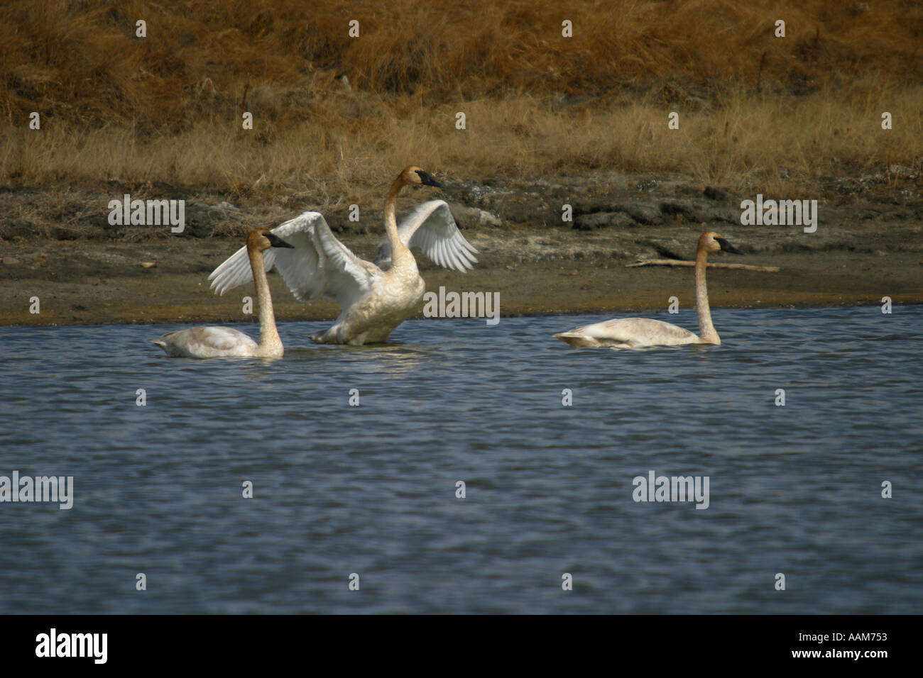 Horizontale Trompeter Schwan Birds of North America, Cygnus baccinator Stockfoto