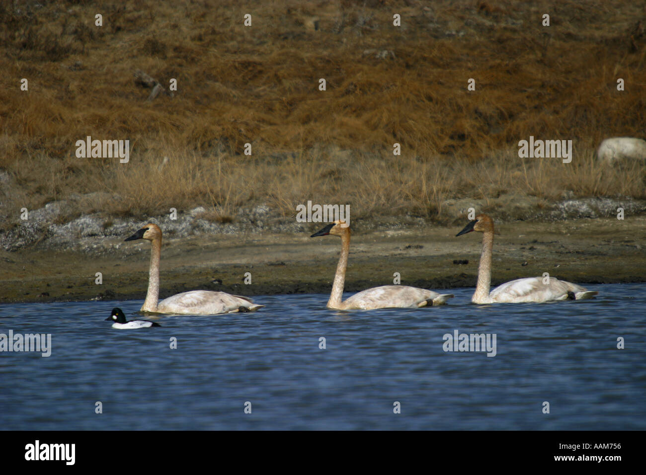 Horizontale Trompeter Schwan Birds of North America, Cygnus baccinator Stockfoto