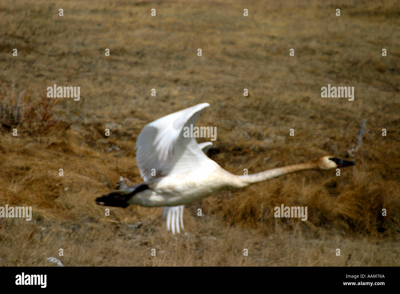 Horizontale Trompeter Schwan Birds of North America, Cygnus baccinator Stockfoto