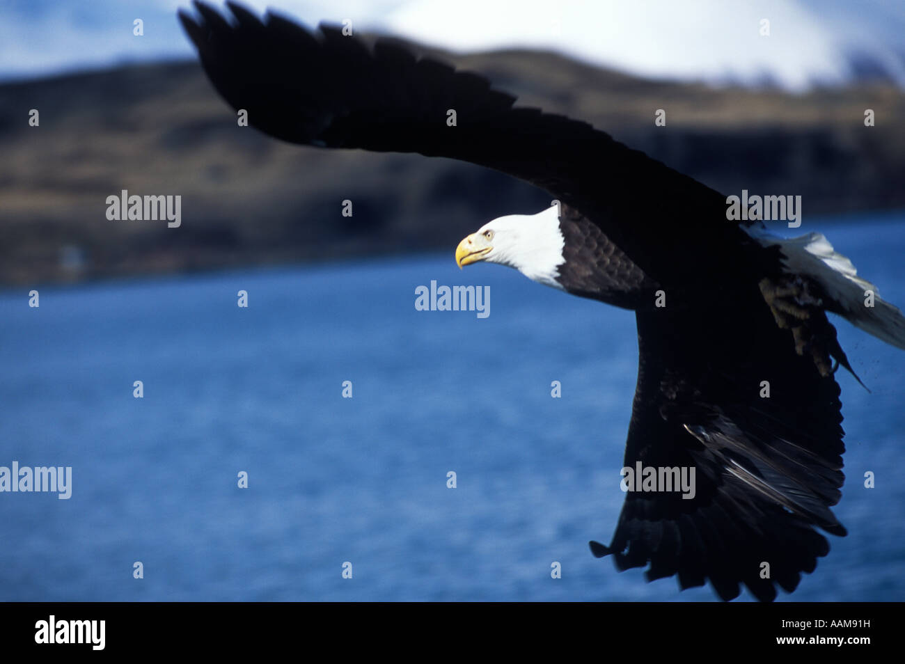 WEIßKOPF-SEEADLER FLUG HALIAEETUS LEUCOCEPHALUS Stockfoto