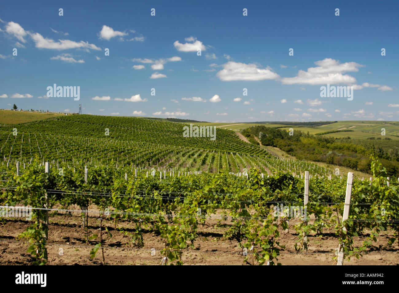 Moldau, berühmten Weingut Cricova, Weinberge Stockfoto