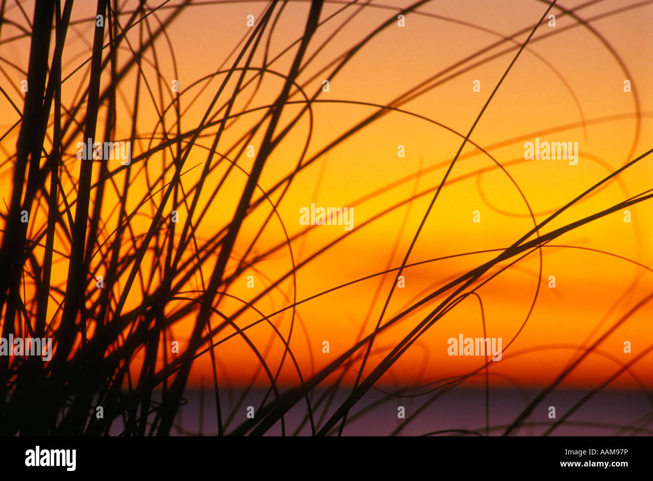 GRASS SONNENUNTERGANG BOWMANS STRAND STRANDPARK Stockfoto
