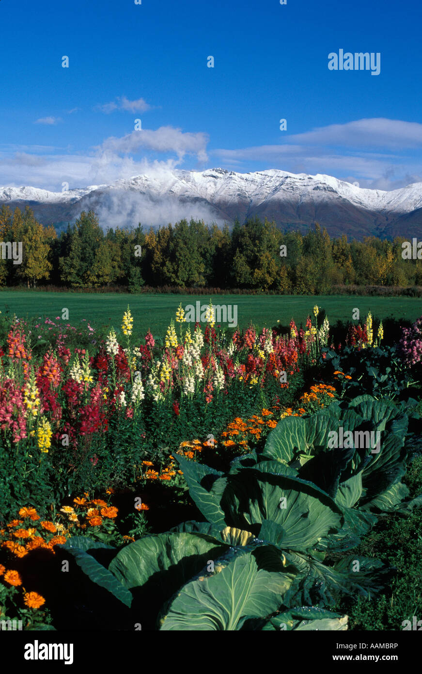 PALMER AK MATANUSKA VALLEY SANPDRAGONS UND KRAUT WÄCHST AUF GRAUE EULE BAUERNHOF Stockfoto