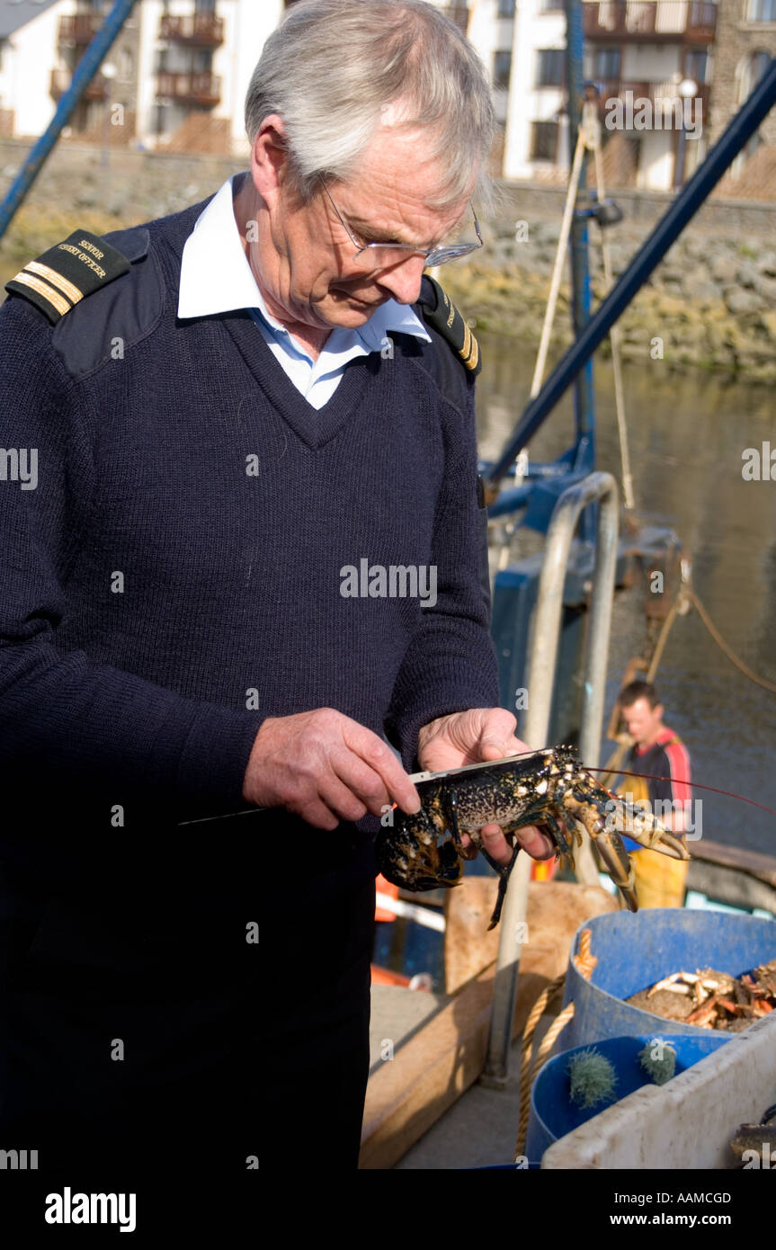 Senior der Fischereibehörde Keith Stone prüft die Panzerlänge (Shell) und die Größe eines Hummers landete im Hafen von Aberystwyth Stockfoto