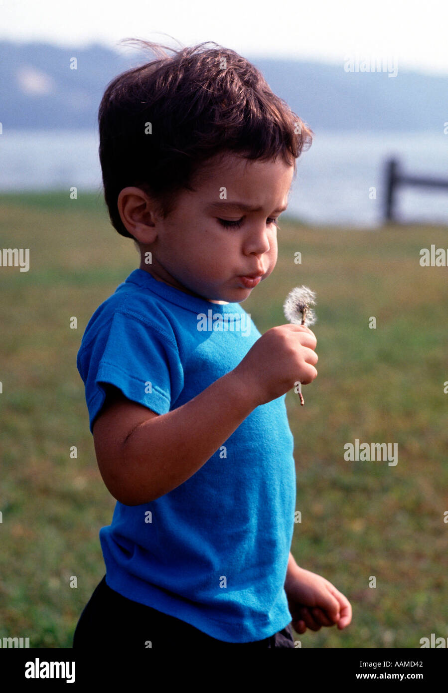 Kleiner Junge hält einen getrockneten Löwenzahn und die Samen in den Wind bläst Stockfoto