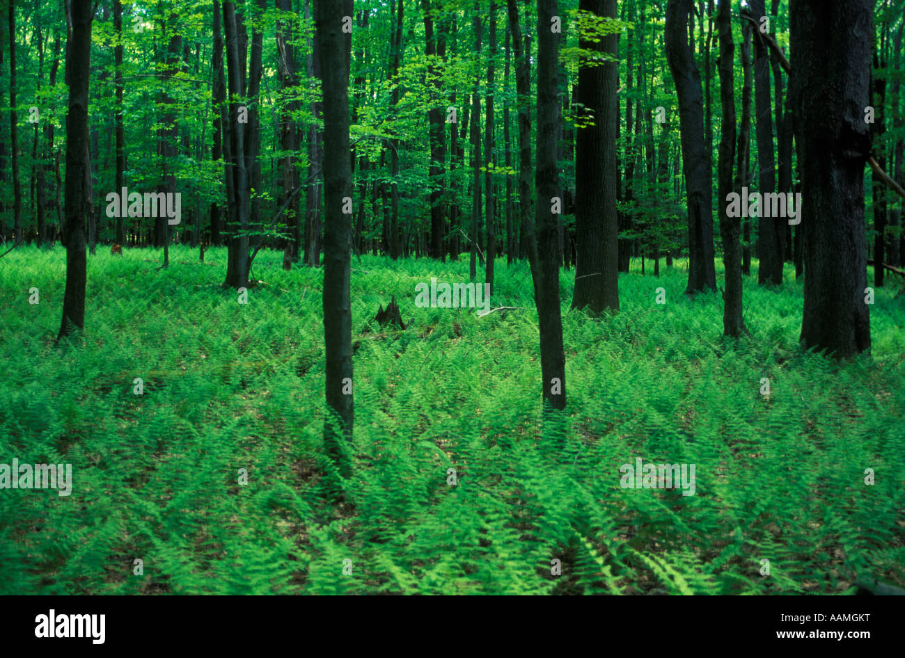 ALLEGHENY NATIONAL FOREST Stockfoto