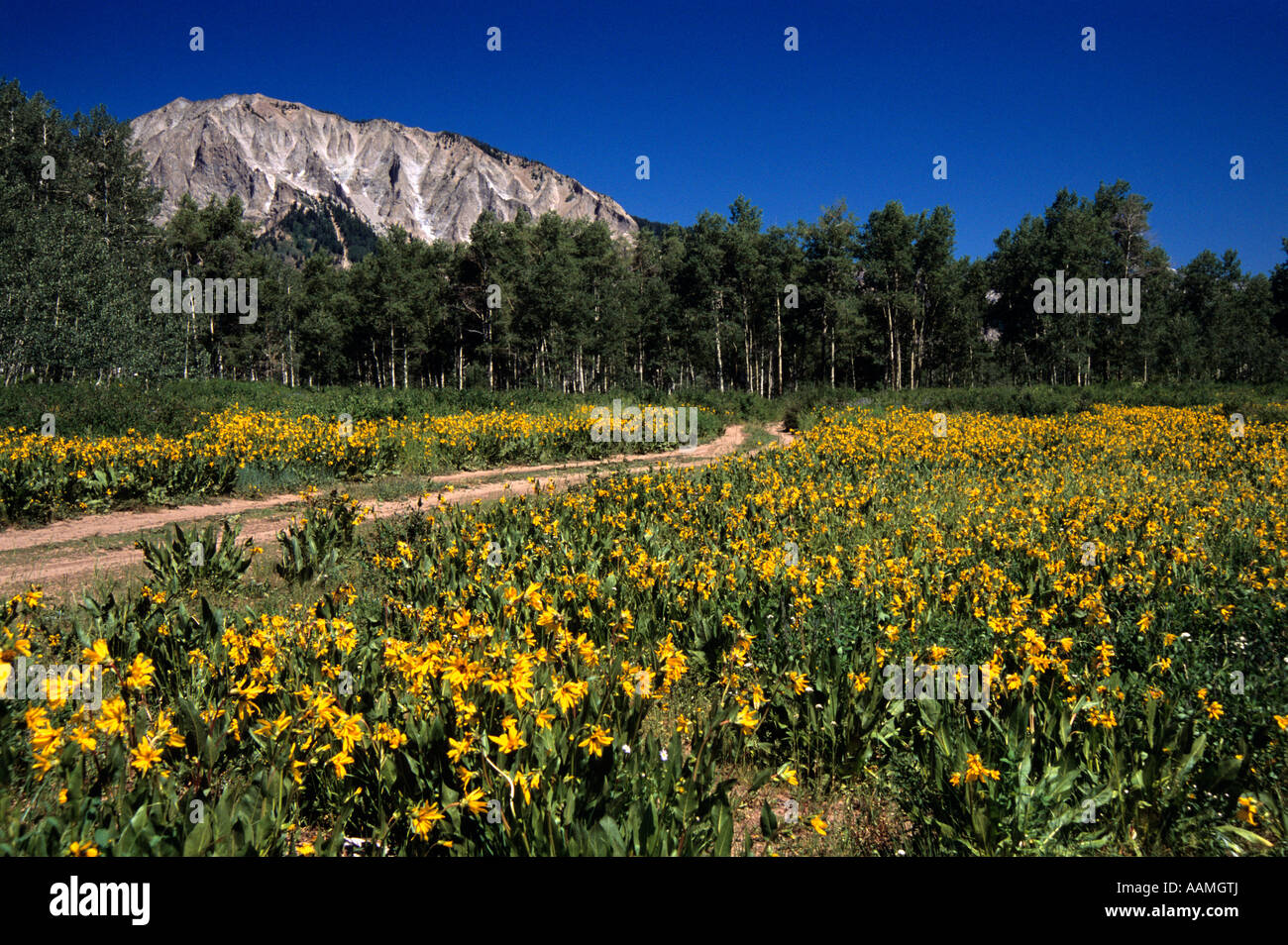 SONNENBLUMEN STRAßE BERGEN WILDBLUMEN SOMMER CRESTED BUTTE Stockfoto