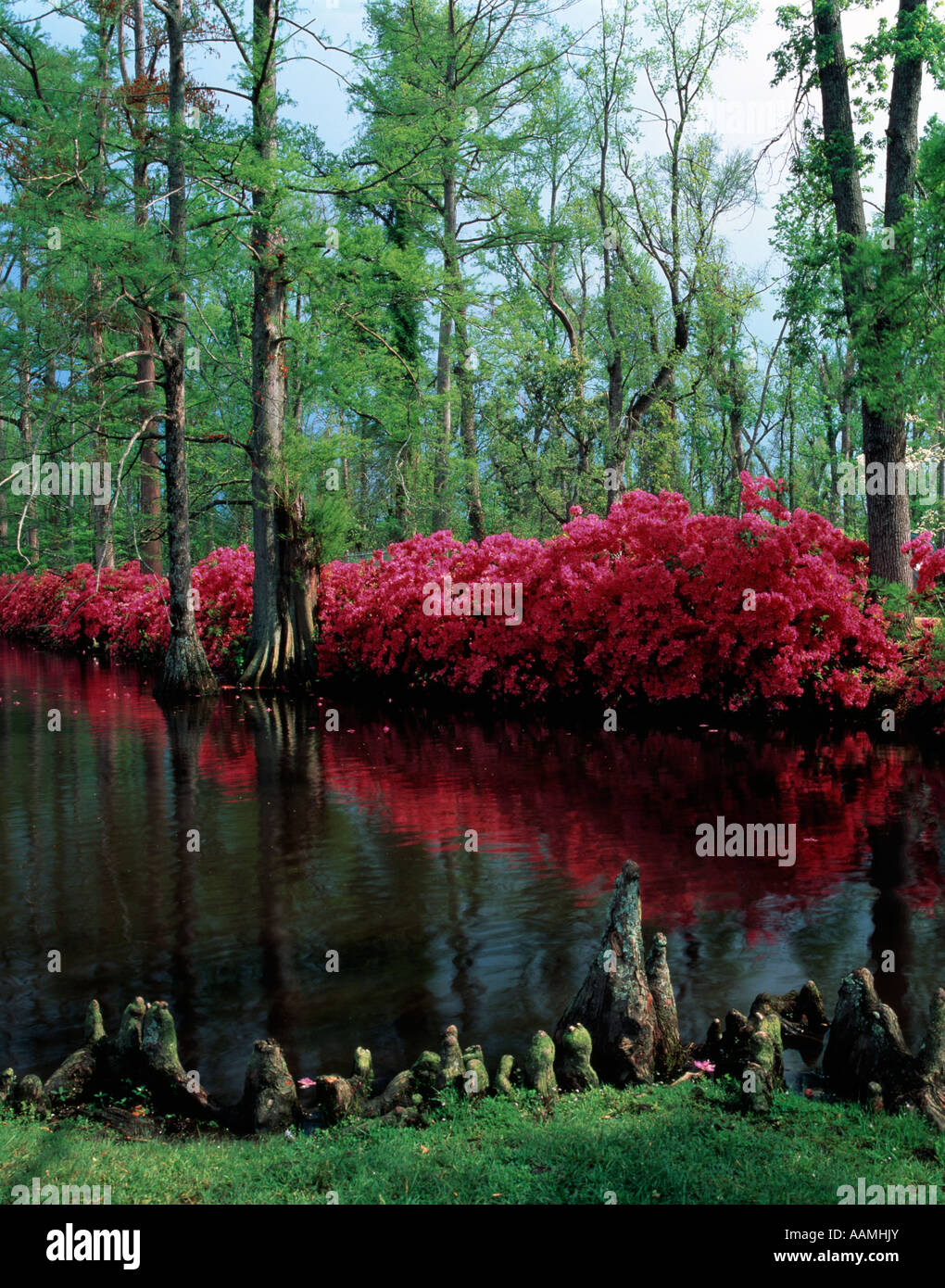 SWAN LAKE GARDENS SUMTER SOUTH CAROLINA Stockfoto