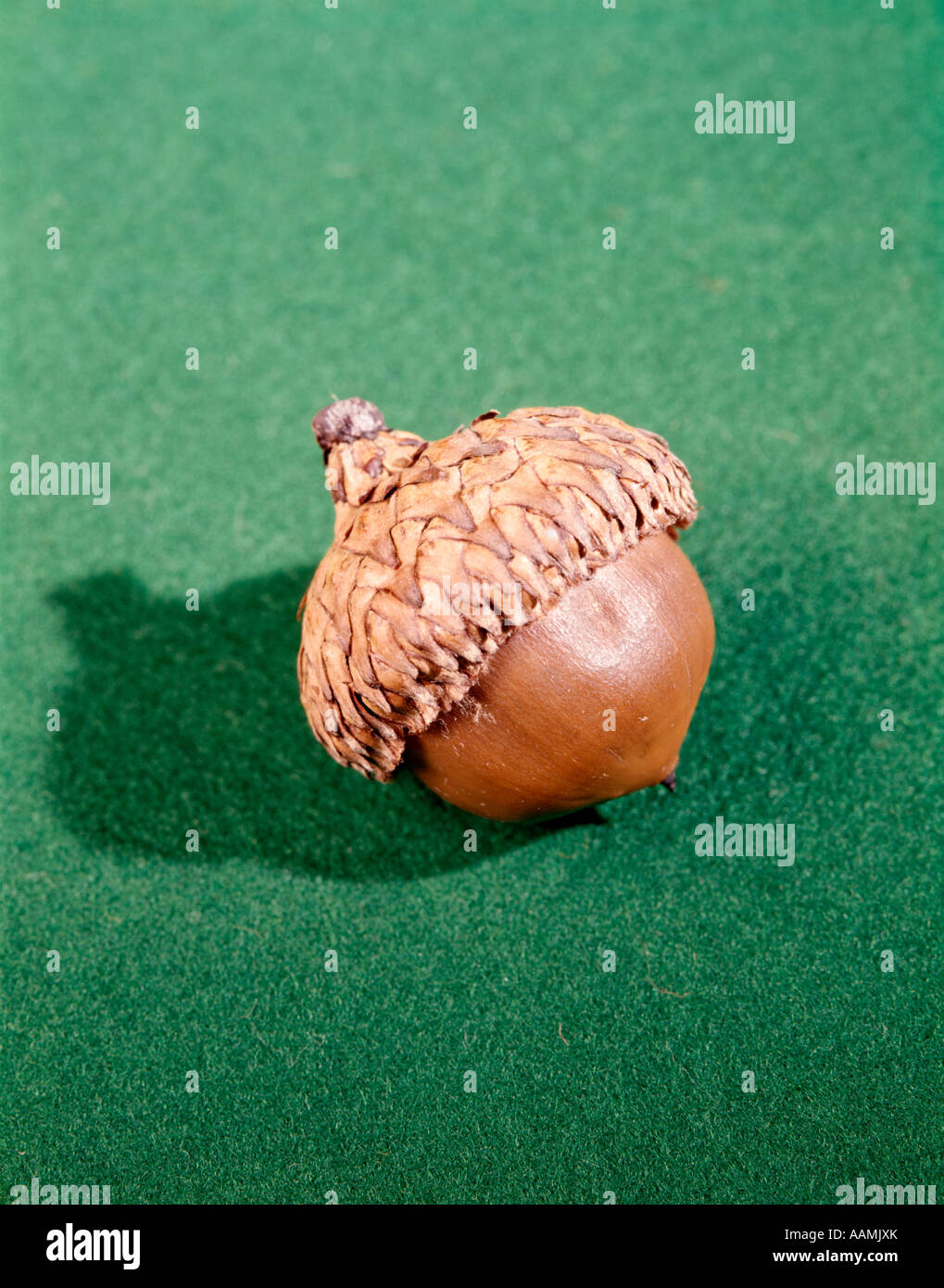 RETRO-KASTANIE Stockfoto