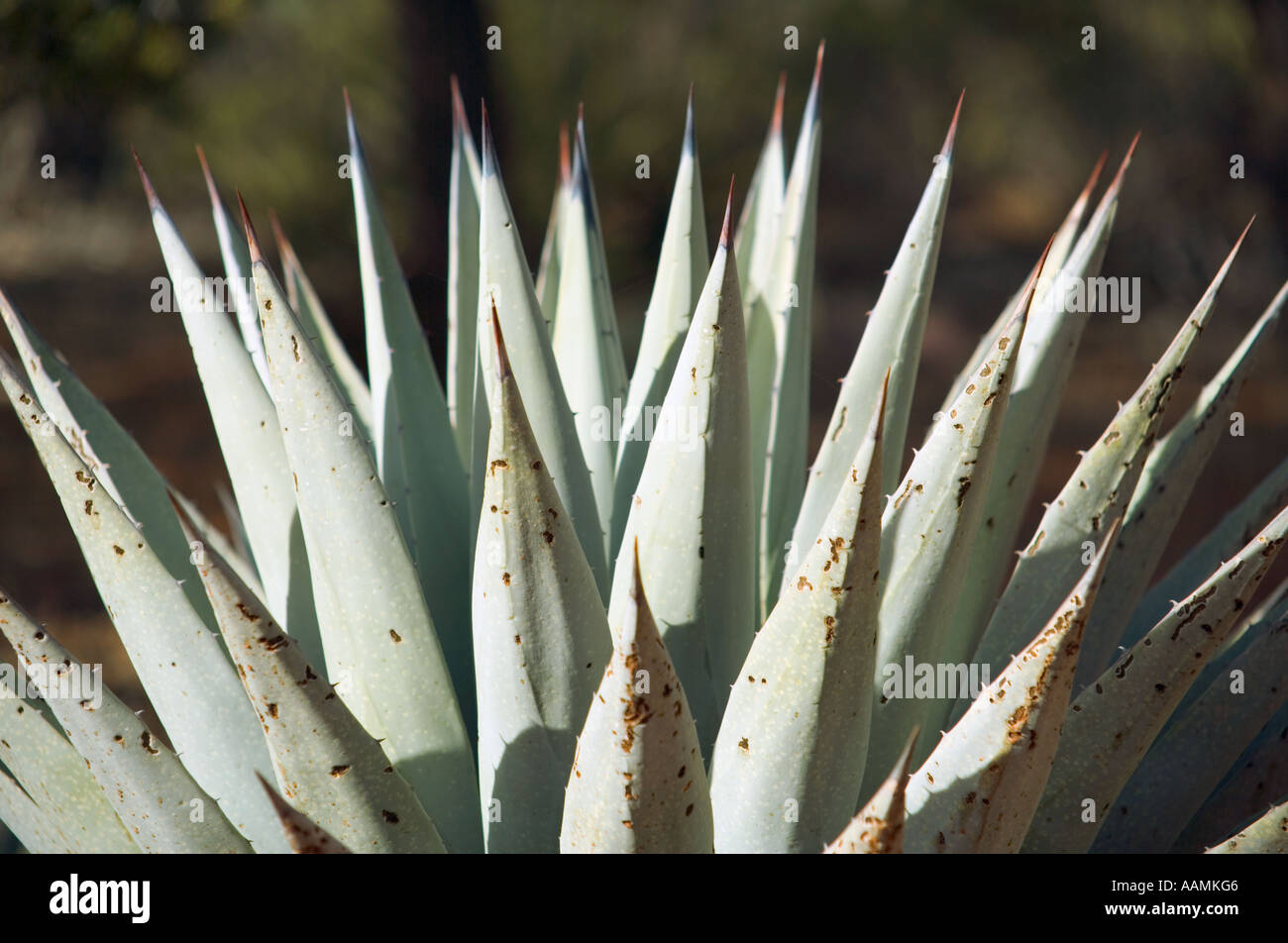 Jahrhundertpflanze auch bekannt als Agave Northern Arizona USA Stockfoto