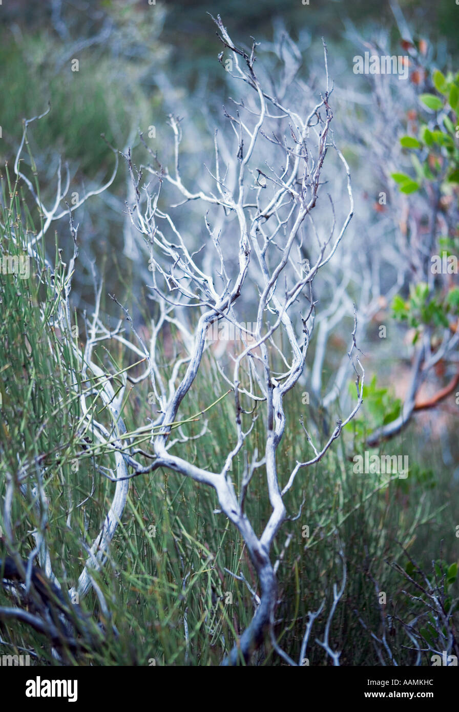 Zeigen Sie Leaf Manzanita und Mormone Baum Strauch Northern Arizona USA Stockfoto