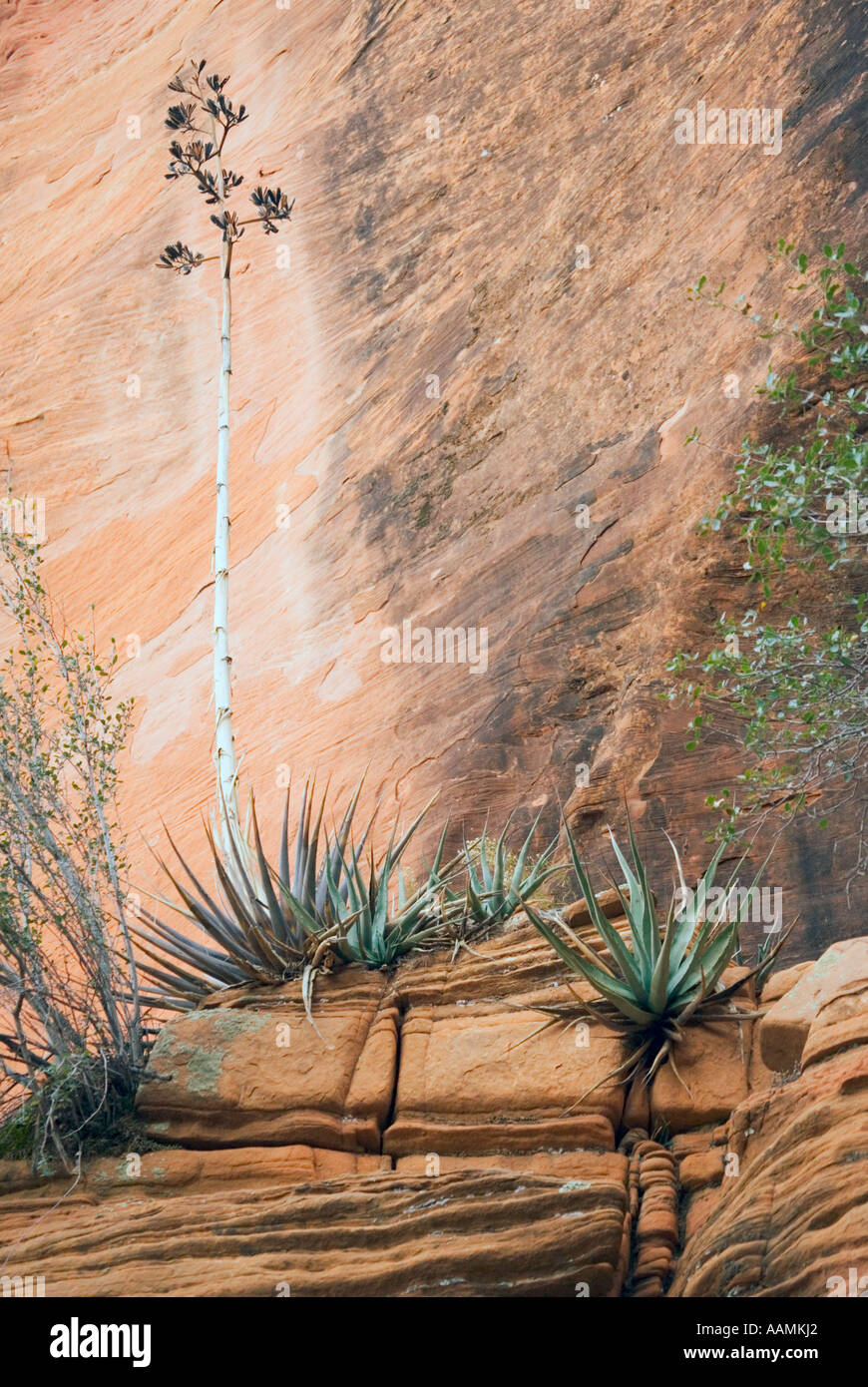 Jahrhundertpflanze auch bekannt als Agave und Sandstein Northern Arizona USA Stockfoto