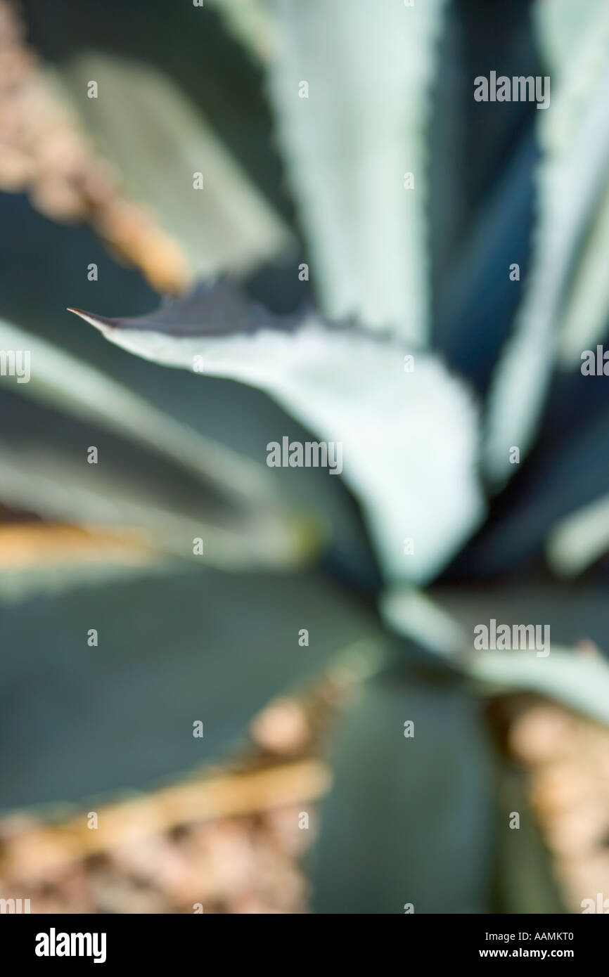 Nahaufnahme einer Agave Pflanze Phoenix Arizona USA Stockfoto