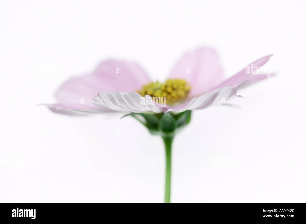 Mexikanische Aster rosa Cosmos Stockfoto