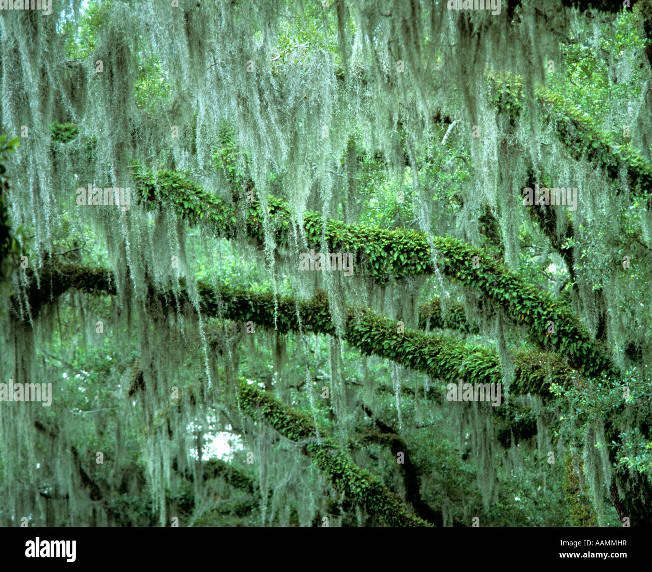 RETRO-EICHE GLIEDMAßEN MIT FARNEN UND SPANISH MOSS S.E.UNITED STAATEN Stockfoto