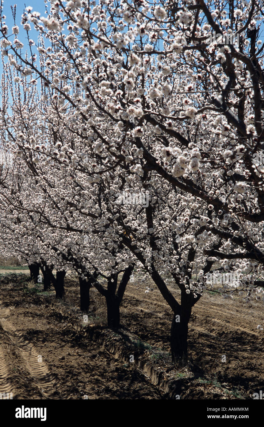 APFEL BAUM BLÜHT OBSTGARTEN FRÜCHTE Stockfoto