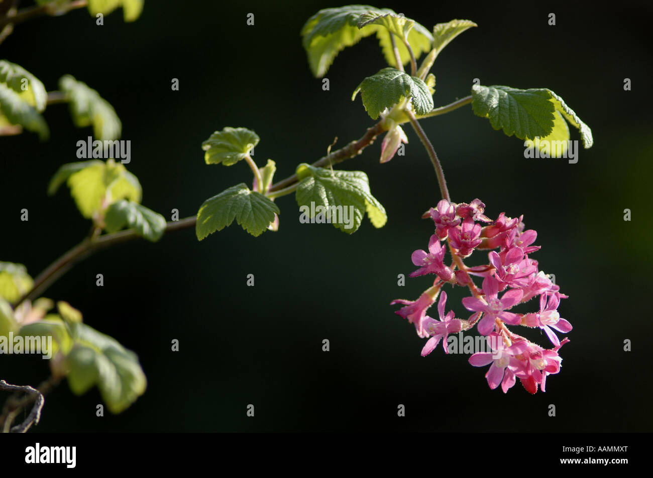 Ribes-Blumen im Frühling Stockfoto