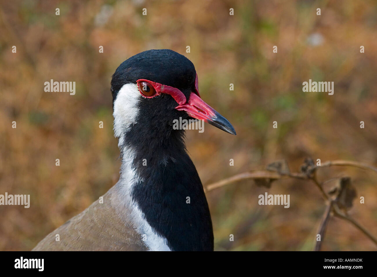 Rot-Flecht-Kiebitz - Vanellus indicus Stockfoto