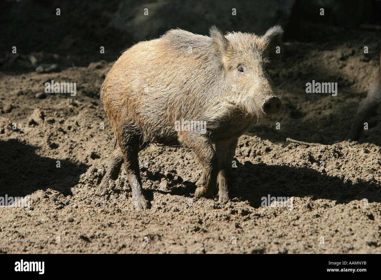 Ein Wildschwein (Sus Scrofa) zu Fuß auf schlammigen Boden Stockfoto