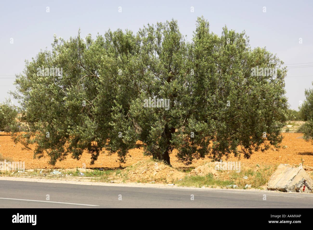 Olive Tree an der Seite der Straße in Tunesien Stockfoto