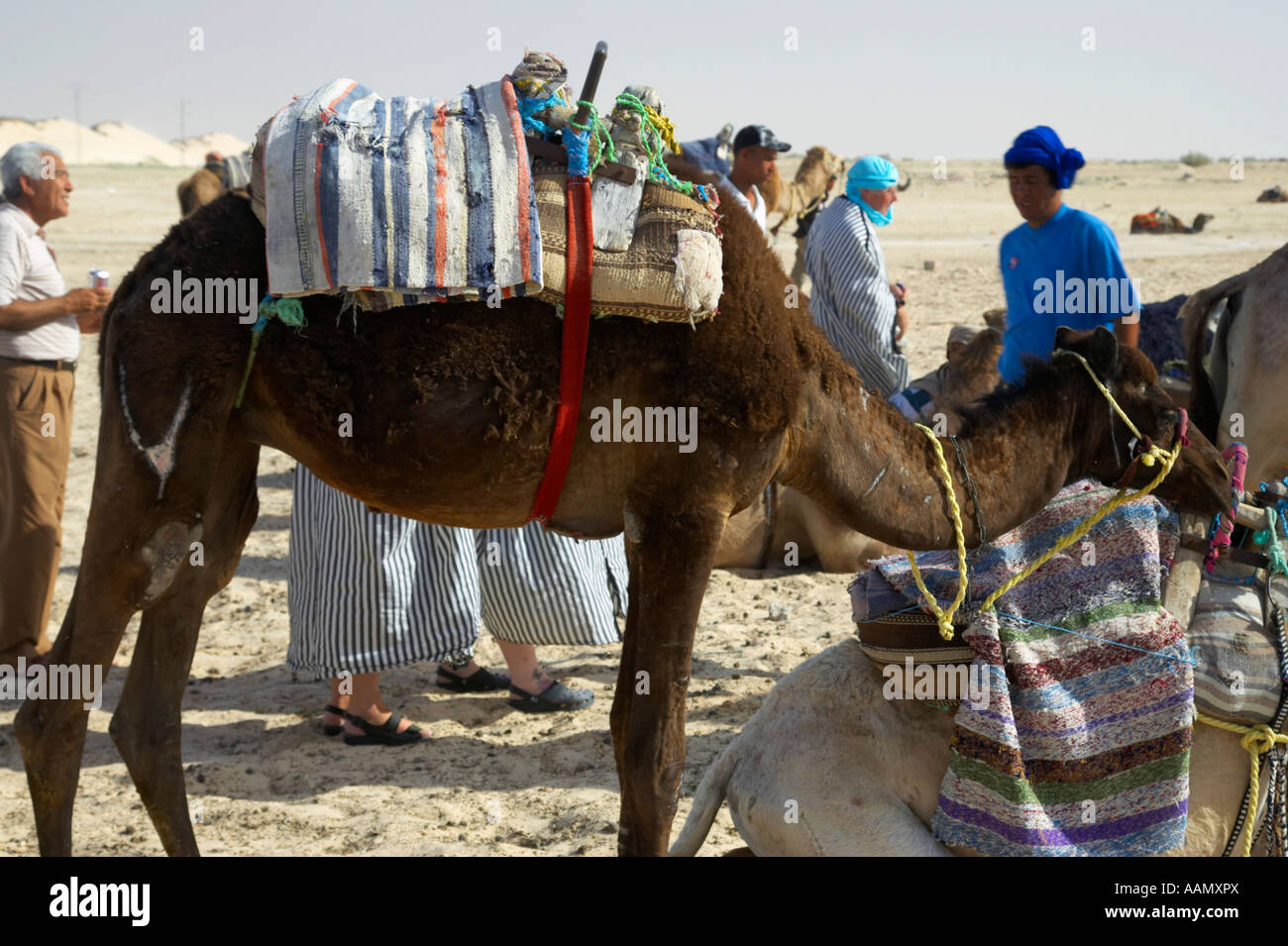 schmutzig aussehende Dromedar Kamel mit Sattel auf seinen Rücken wartet, Touristen auf Reise in die Sahara-Wüste in Douz Tunesien zu nehmen Stockfoto