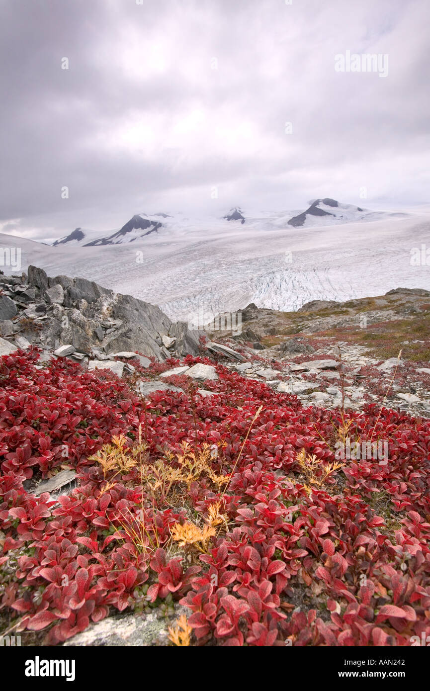 Das Harding Icefield Kenai Fjords Nationalpark mit herbstlichen Farben der Arktis Bärentraube Alaska Stockfoto