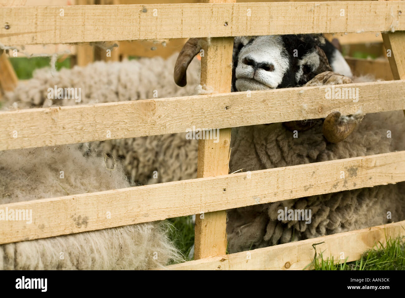 Eastgate Sheepshow Eastgate Wear Valley County Durham Stockfoto