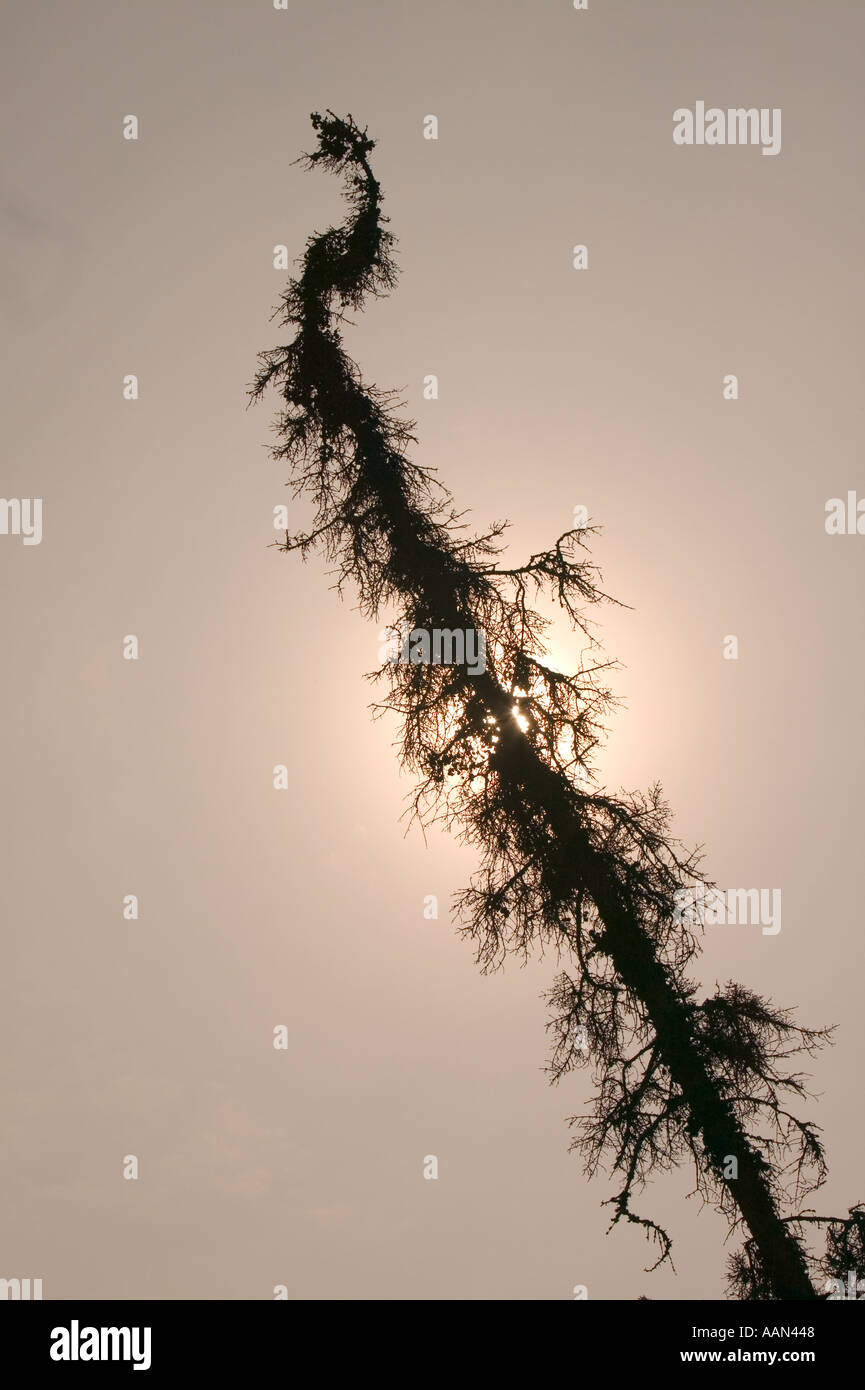 Baum gelehnt durch Permafrostböden Fairbanks alaska Stockfoto