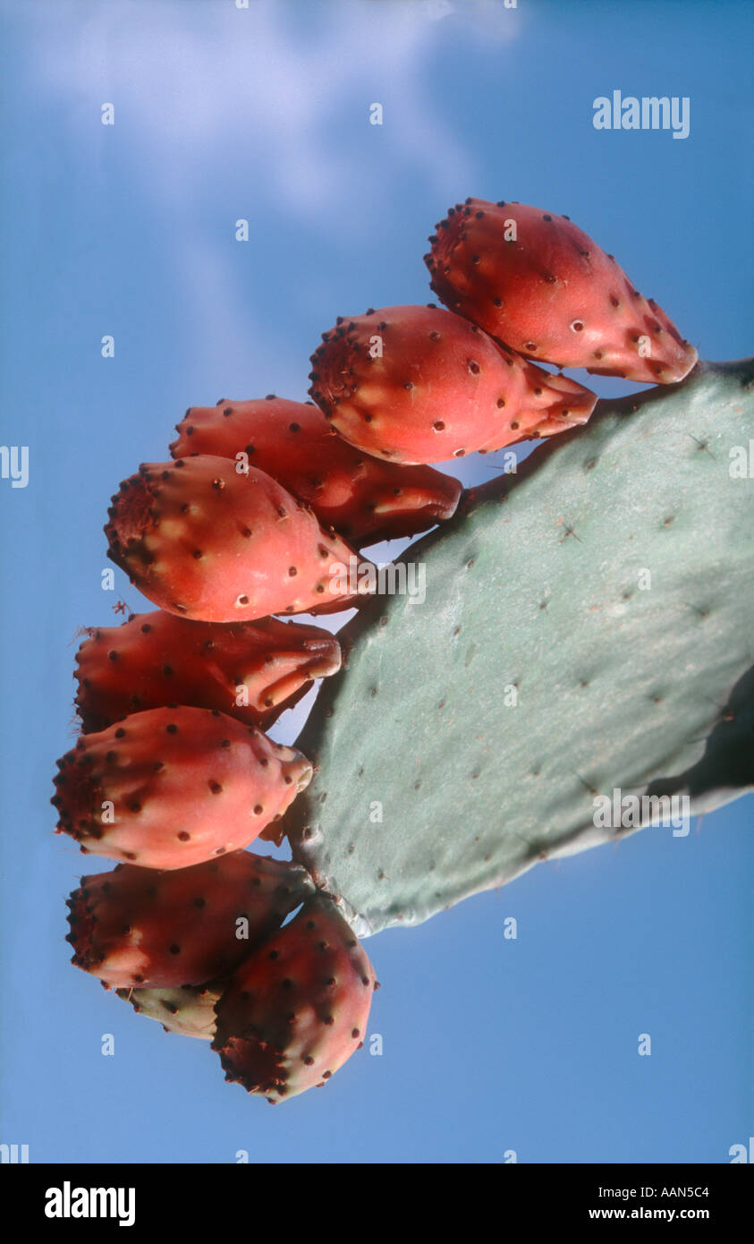 Kaktus Blatt mit reifer roter Frucht gegen blauen Himmel Stockfoto