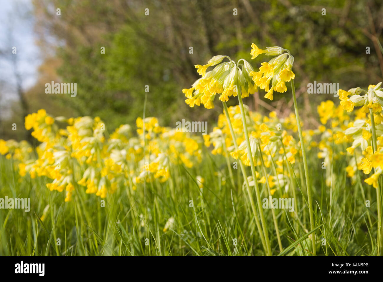 Schlüsselblume Primula Eliator in Straße Grünstreifen Wales UK Stockfoto