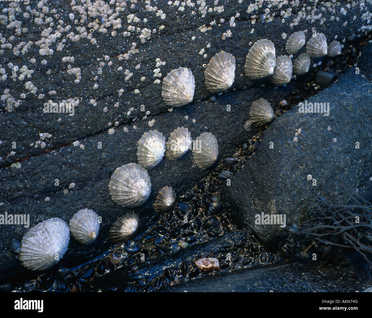 Napfschnecken und Seepocken auf Felsen auf der Isle of Arran Inneren Hebriden Scotland angeordnet Stockfoto