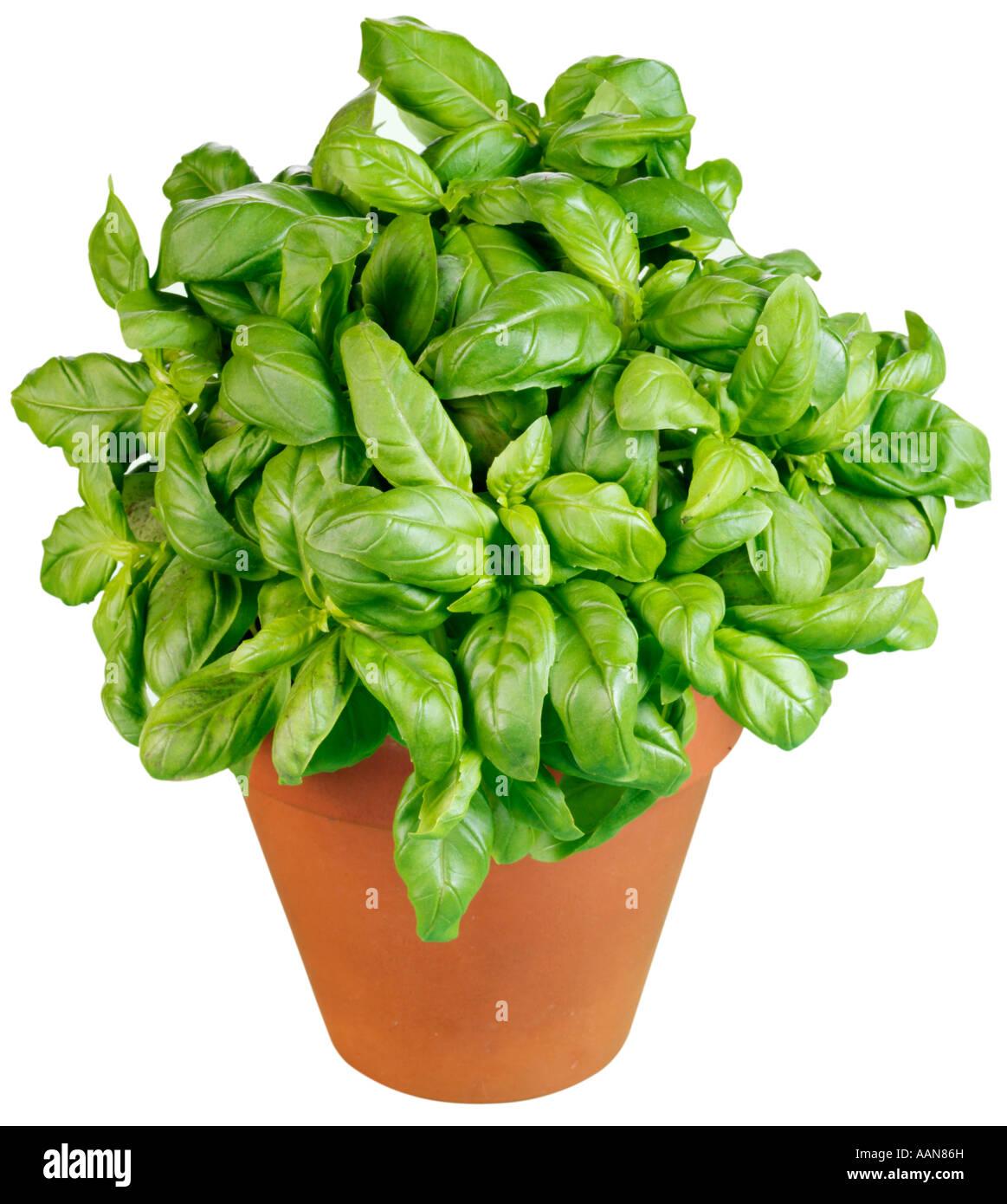 BASILIKUM PFLANZE AUSSCHNEIDEN Stockfoto