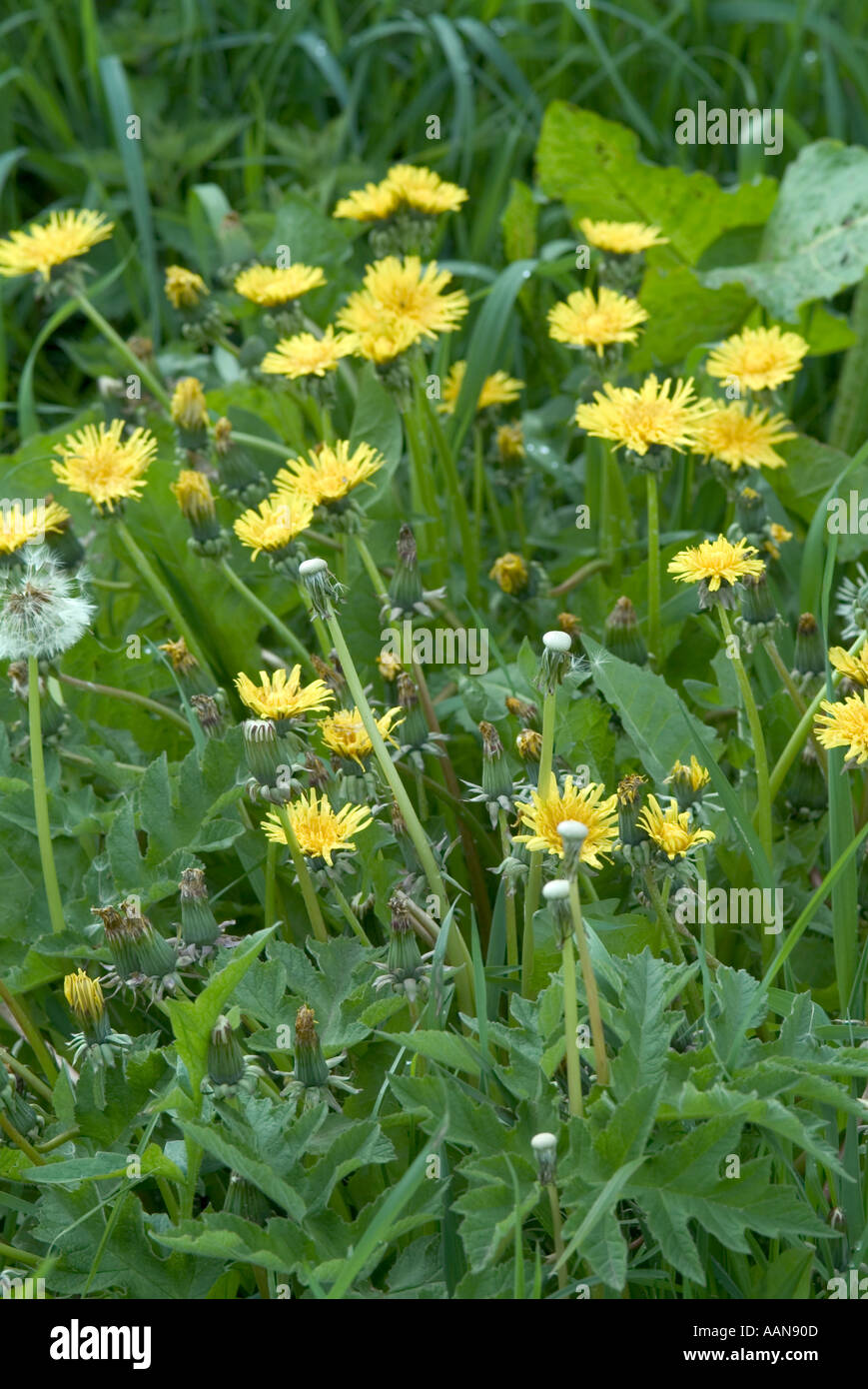 Löwenzahn in den Rasen im Sommer gelbe Blumen Flora Natur Pflanze Löwenzahn  WeedTaráxacum Officinále Botanik Unkraut Wachstum vert Stockfotografie -  Alamy