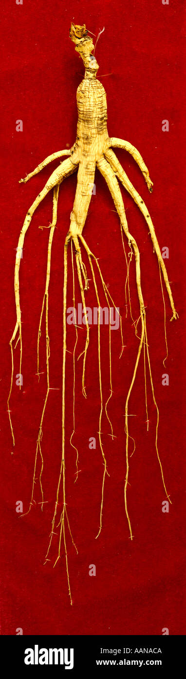 Chinesisch A Klasse Ginseng aus dem Norden Chinas Stockfoto