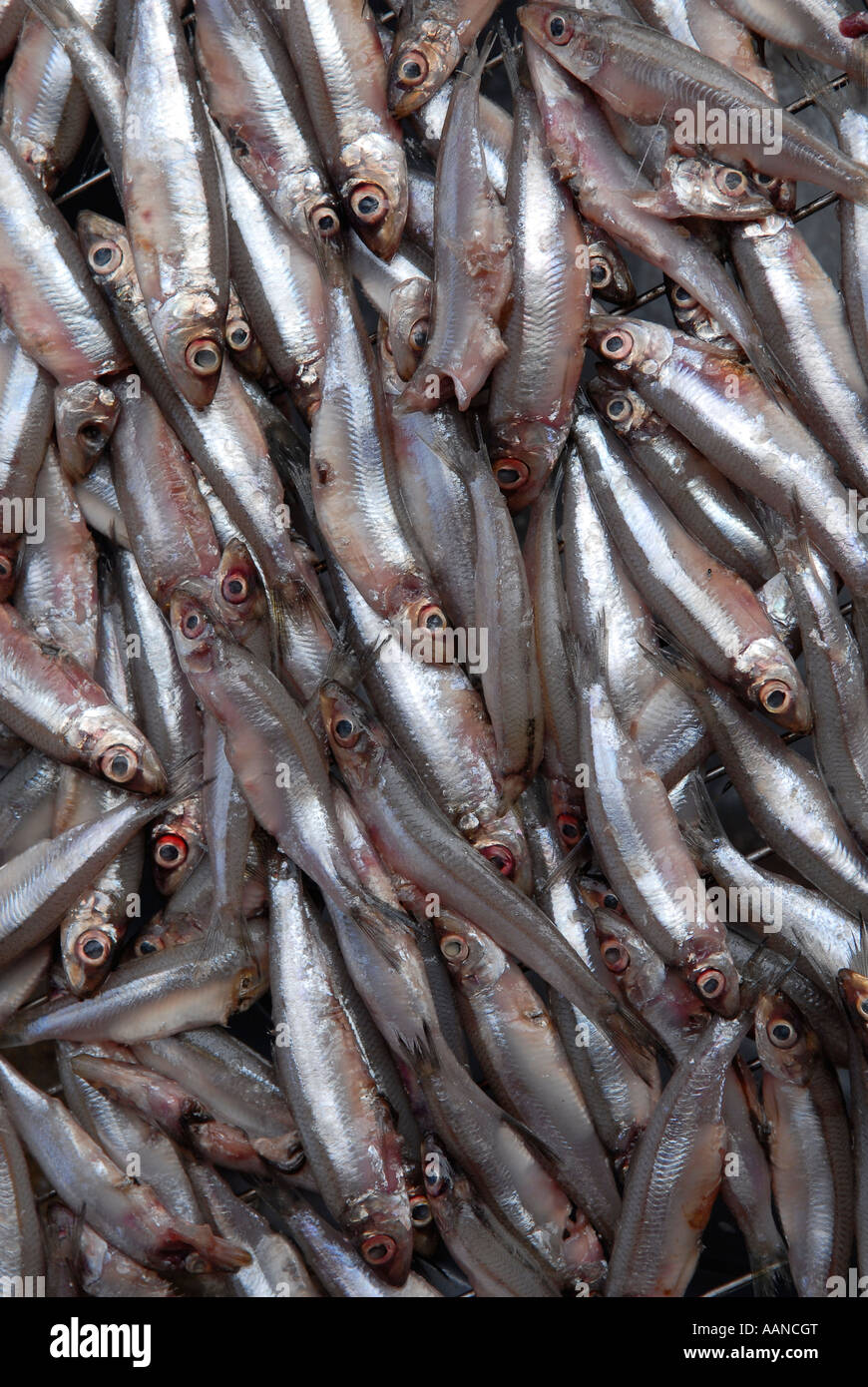 Frischer Sardinenfisch (Limnothrissa miodon), auch Sambaza genannt, der im Kivu-See in der Demokratischen Republik Kongo und im Tangakina-See in Ruanda-Afrika beheimatet ist Stockfoto