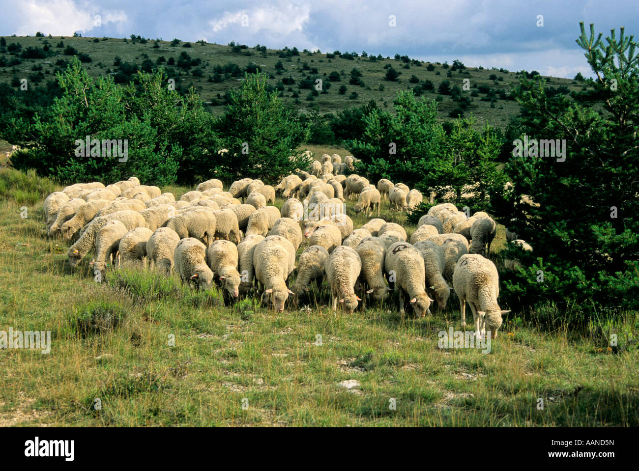 Schafe, Plateau De La Köder, Alpes de Haute Provence, Südfrankreich, Europa Stockfoto