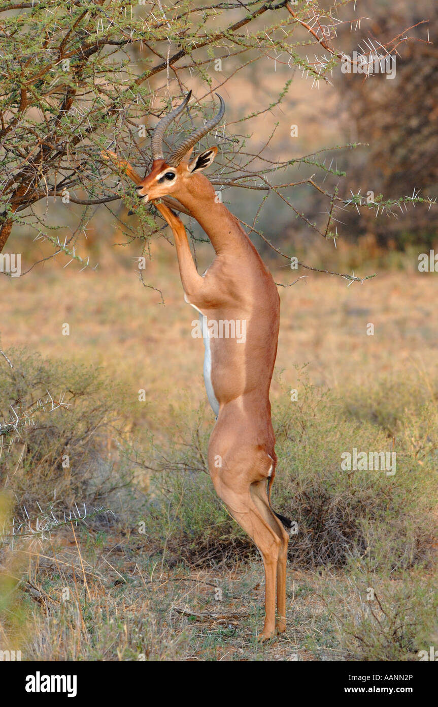 Gerenuk (Litocranius Walleri), stehend Und Surfen, Kenya, Samburu National Reserve, Isiolo Stockfoto