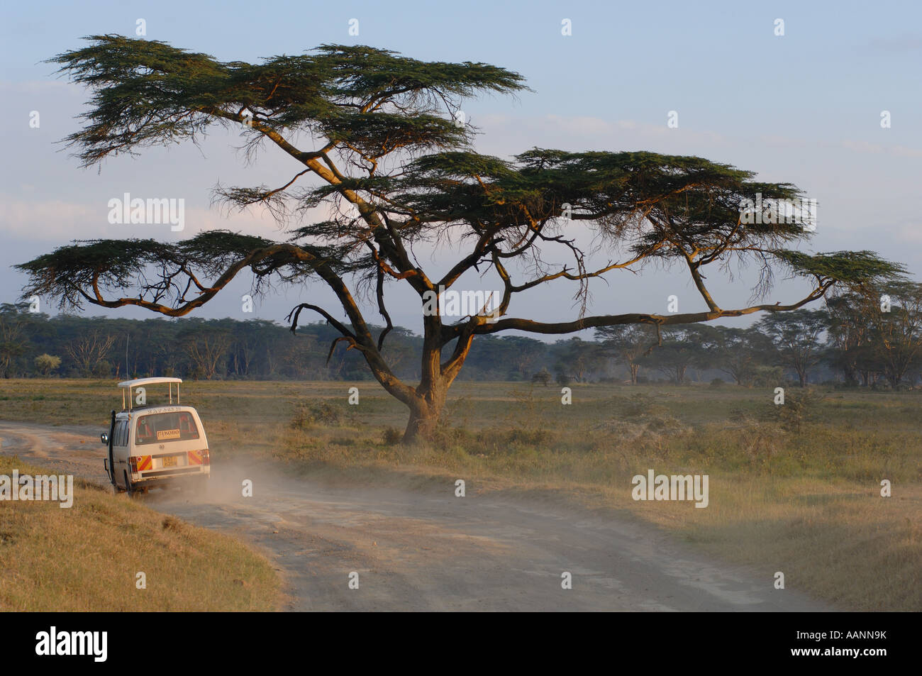 Tourist-Bus unter einem Baum im Abendlicht, Kenia, Nakuru NP Stockfoto