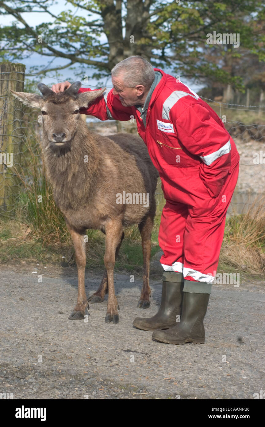 Zahmes Rotwild Hirsch hat Besuche Dorf Corran seit Jahren geht weg während der Brunft an seinem Hinds wird mit service Stockfoto