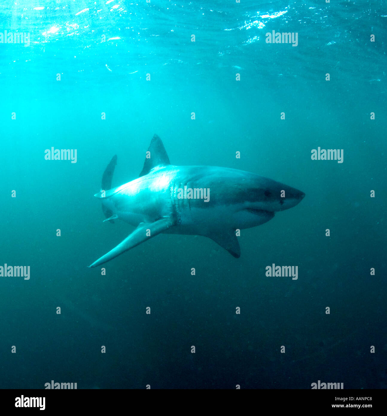 Top Ozean Raubtier Weißhai Unterwasser von Haikäfig Stockfoto